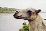 camel.JPG