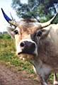 cow.JPG